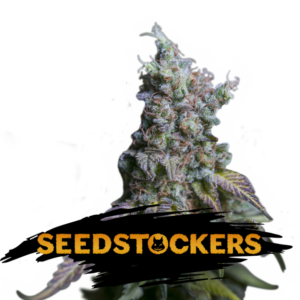 Auto Sour Diesel fem. 25 u. Seedstockers