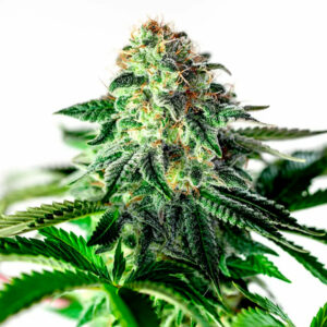 Auto Sticky Dream 3 u. fem. Positronics Seeds