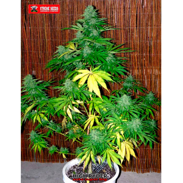 Auto Super Big High Ryder 5 u. fem. Xtreme Seeds