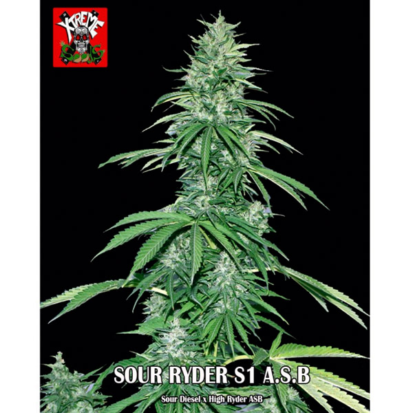 Auto Super Big Sour Ryder S1 5 u. fem. Xtreme Seeds