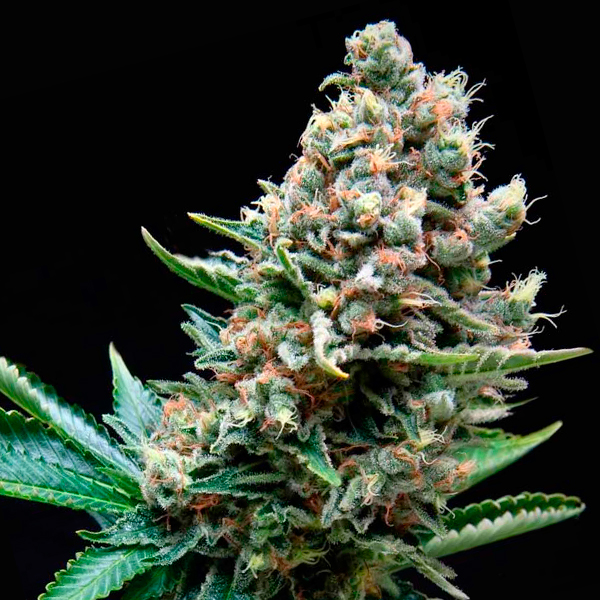 Auto Super OG Kush 3 u. fem. Pyramid Seeds