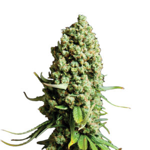 Auto Super Skunk  5 u. fem. Nirvana