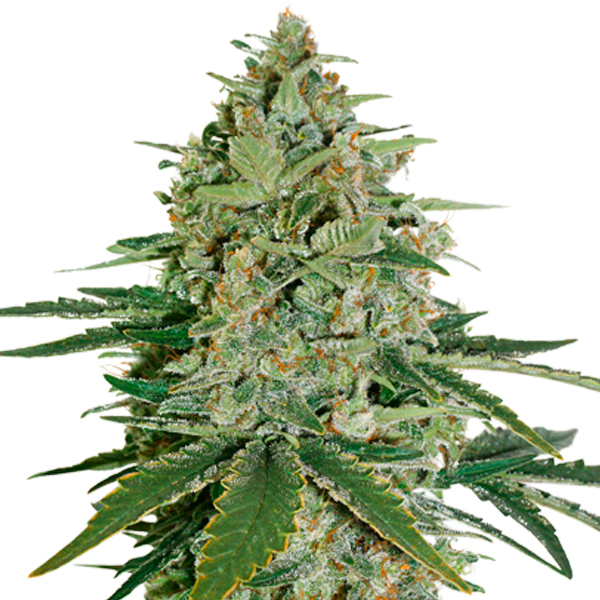 Auto Super Skunk fem. 1 u. Seedstockers