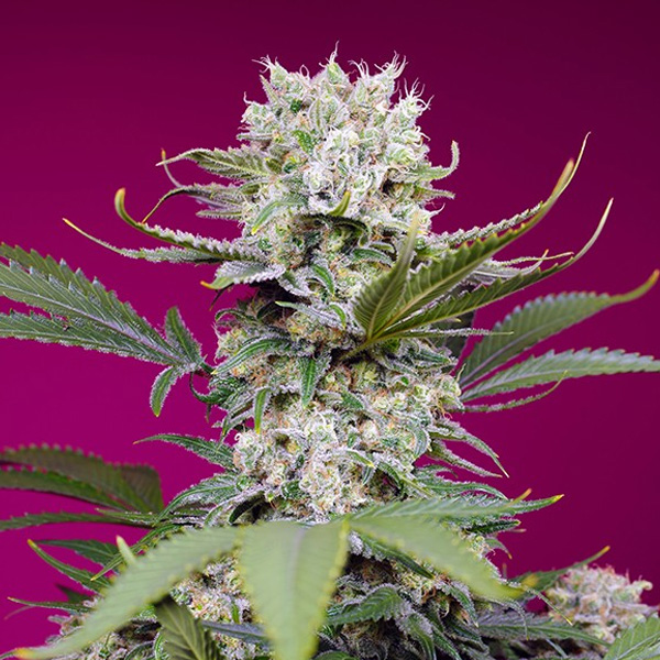 Auto Sweet Mandarine Zkittlez XL 5+2 u. fem. Sweet Seeds