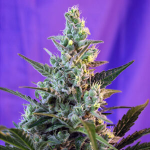 Auto Sweet Skunk   3 +1 u. fem Sweet Seeds