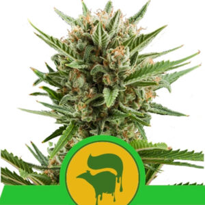 Auto Sweet Skunk  5 u. fem. Royal Queen