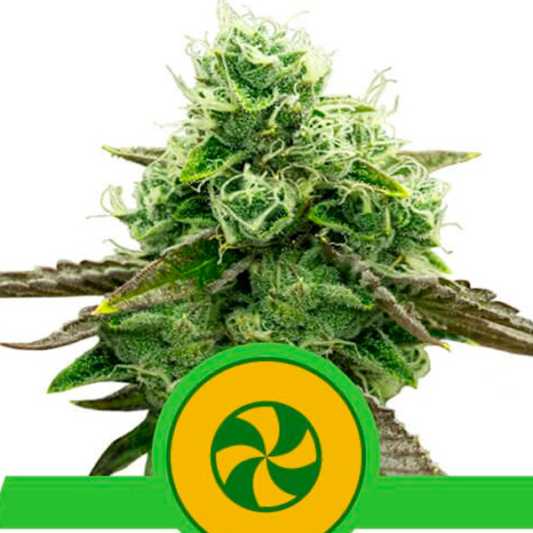 Auto Sweet ZZ 5 u. fem. Royal Queen