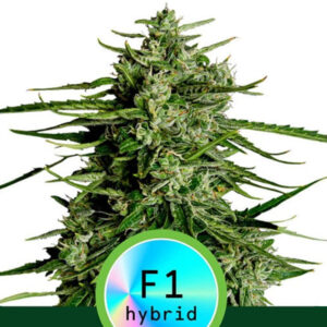 Auto Titan F1 -  1 u. fem. Royal Queen