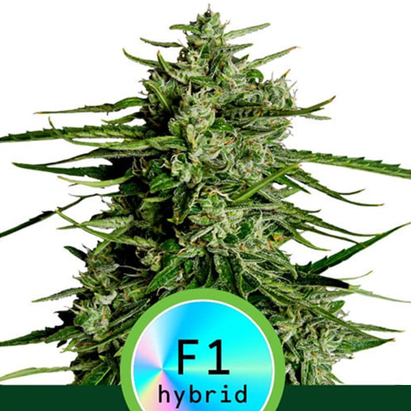 Auto Titan F1 - 1 u. fem. Royal Queen