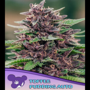 Auto Toffee Pudding  3 u. fem Anesia