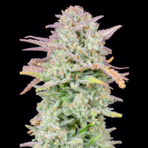 Auto Trainwreck 10 u. fem. FastBuds Seeds