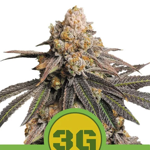 Auto Triple G 5 u. fem. Royal Queen