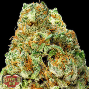 Auto Turbo Bud  3 u. fem. Heavyweight Seeds