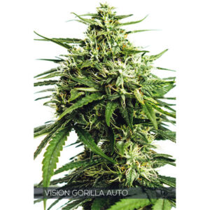 Auto Vision Gorilla 3+1 u. fem. Vision Seeds