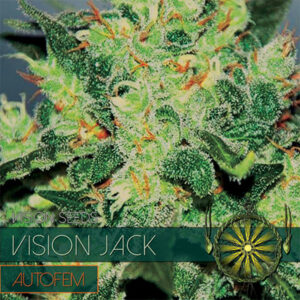 Auto Vision Jack 3+1 u. fem. Vision Seeds