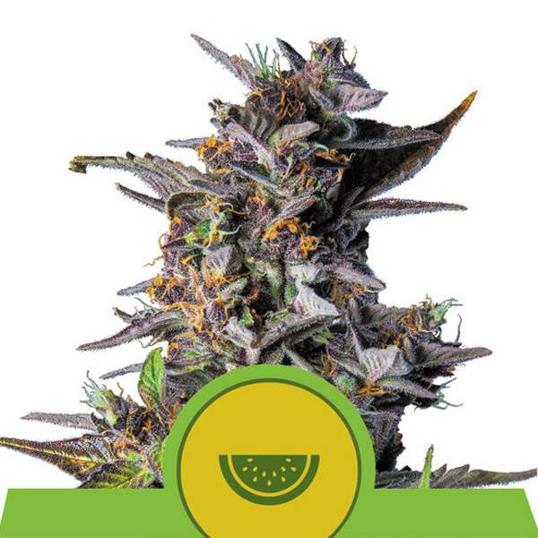 Auto Watermelon 3 u. fem. Royal Queen