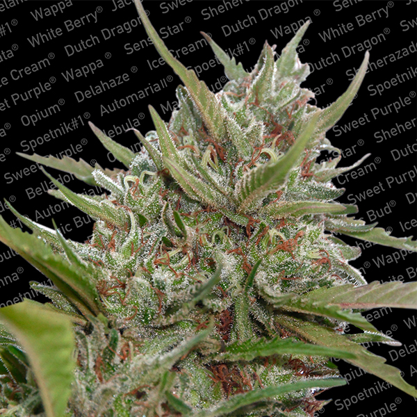 Auto White Berry 3 u. fem. Paradise Seeds