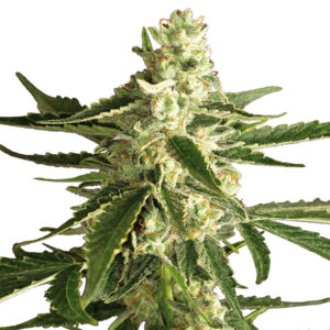 Auto White Diesel Haze 10 u. fem. White Label