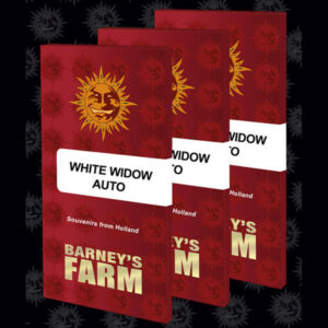 Auto White Widow 10 u. fem. Barney's.