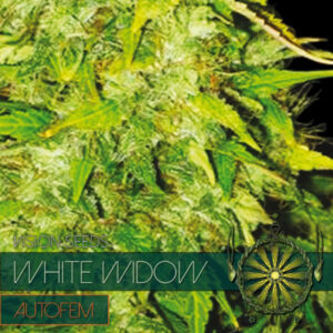 Auto White Widow 3+1 u. fem. Vision Seeds