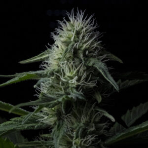 Auto Z Valley 3 u. fem. Positronics Seeds