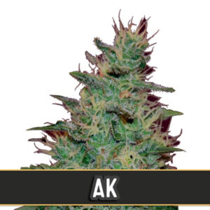Automatic AK 3 u. fem. Blimburn Seeds