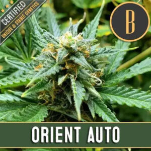 Automatic Orient 3 u. fem. Blimburn Seeds