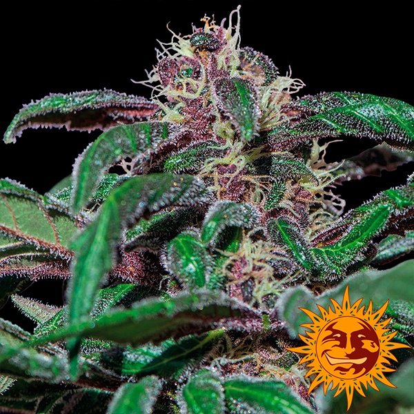 Ayahuasca Purple 1 u. fem. Barney`s