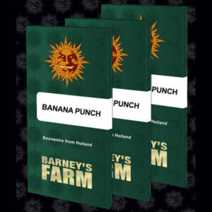 Banana Punch  1 u. fem. Barney's