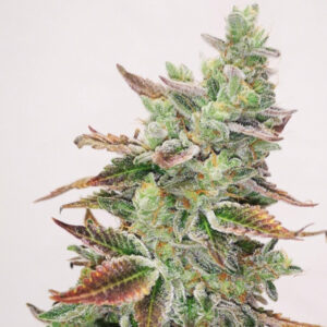 Banana Purp  3 u. fem. Medical Seeds