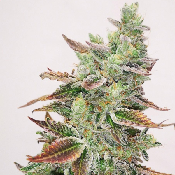 Banana Purp 5 u. fem. Medical Seeds
