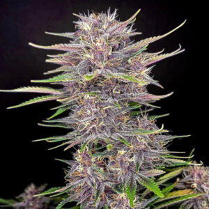 Banana Purple Punch Auto  1 u. fem. FastBuds Seeds