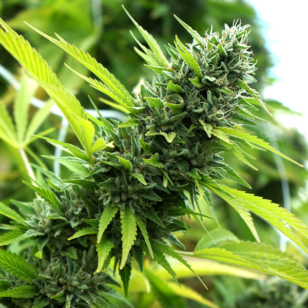 Banana Sapphire 5 ud Humboldt Seed Organization