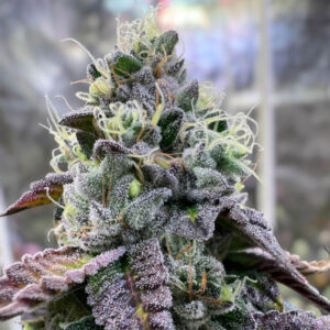 Bananukis 3 u. fem R-Kiem Seeds