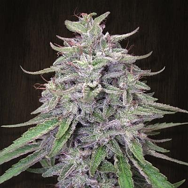 Bangi Haze 1 u. fem. Ace Seeds