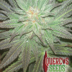 Barraca Sour 1 u. Quercus Seeds