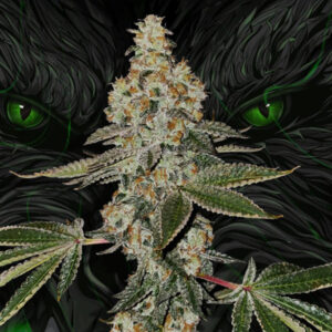 Beasty 5 u. fem. 710 Limited Pack T.H. Seeds