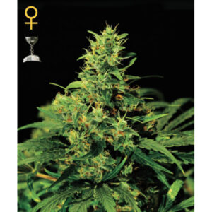 Big Bang  3 u. fem. Green house