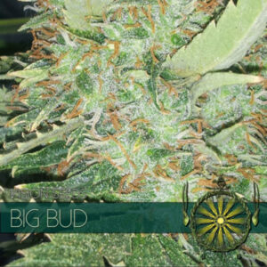 Big Bud 3+1 u. fem. Vision Seeds