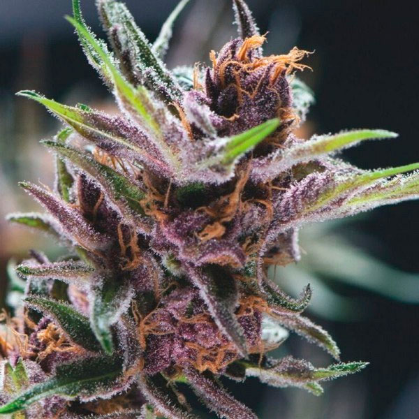 Black Cherry Punch 3 u. fem. Pyramid Seeds