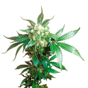 Black Domina 5 u. fem. Sensi Seeds