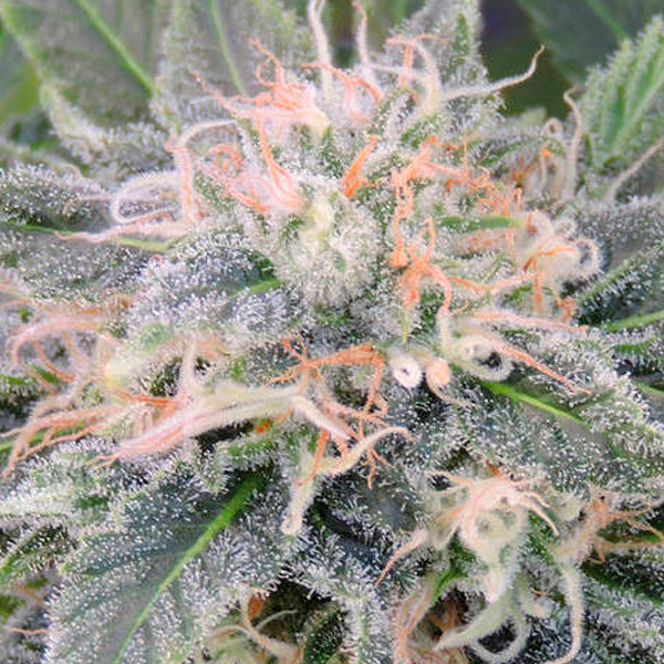 Black Ghost OG 5 u. fem. Original Sensible