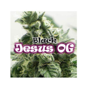 Black Jesus OG 8 un. fem. Dr Underground