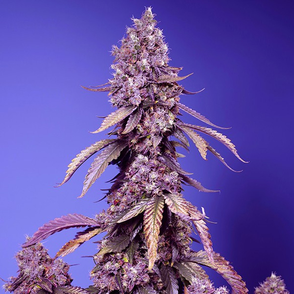 Black Muffin Fast Version 25 u. fem. Granel Profesionales Sweet Seeds