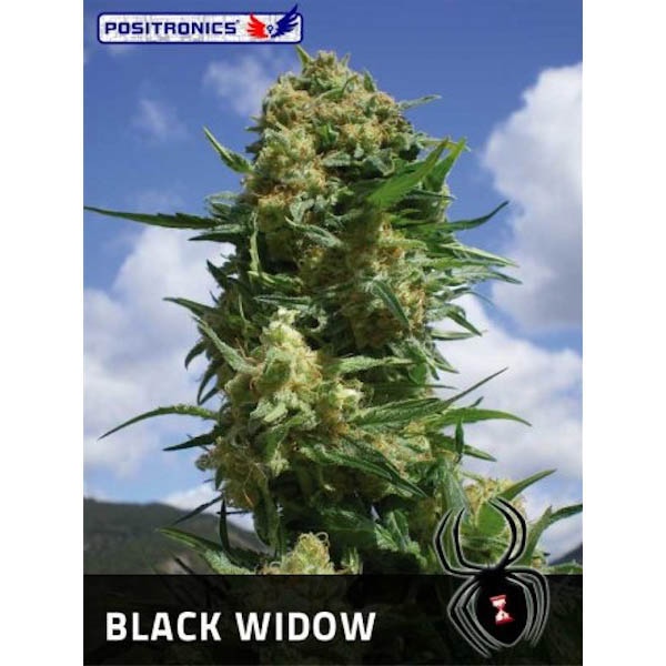 Black Widow 3 u. fem. Positronics Seeds