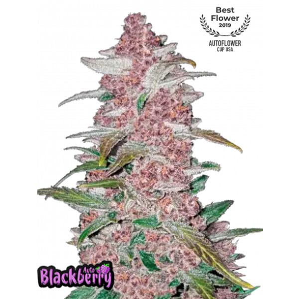 Blackberry Auto 100 u. fem. FastBuds Seeds