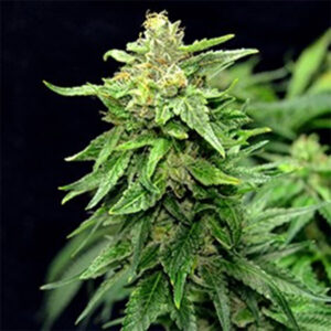 Blue Cindy 5u. G13 Labs