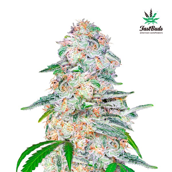 Blue Dream´matic 5 u. fem. FastBuds Seeds