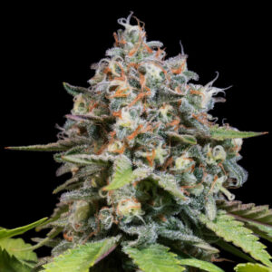 Blue Gem 5 u. fem. Paradise Seeds