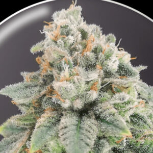 Blue Hell CBD 5 u. fem. Medical Seeds